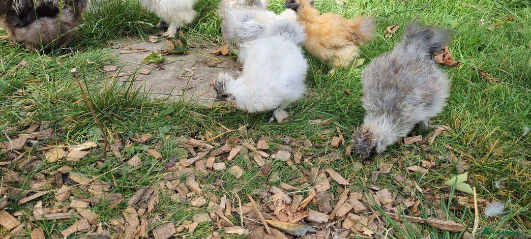 Chickens poultry for sale: Bearded Silkie (8-10 weeks) - Image 12