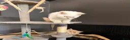 Persian cats for sale: Lovely Persian kittens 1 girl 3 boys  in Telford - Advert 11