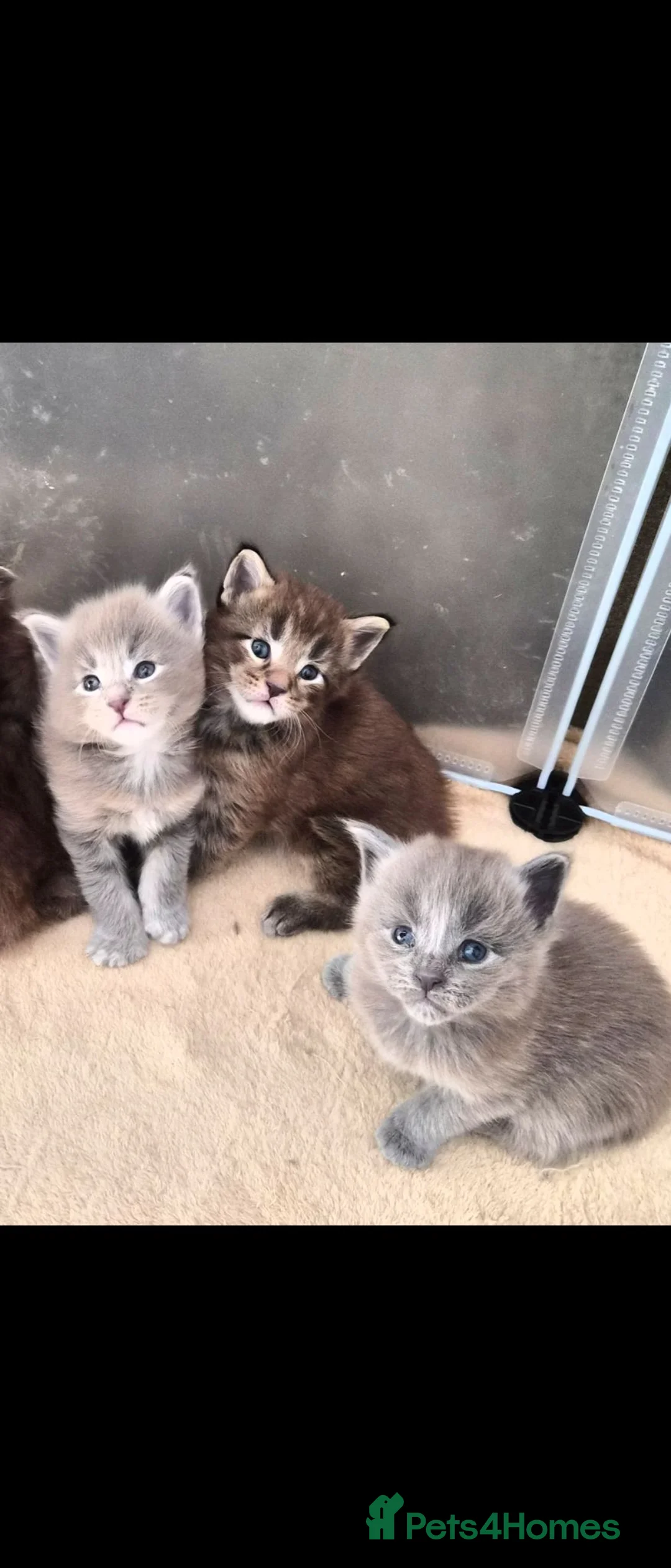 Maine Coon cats for sale: Maine coon pedigree kittens  - Advert 2