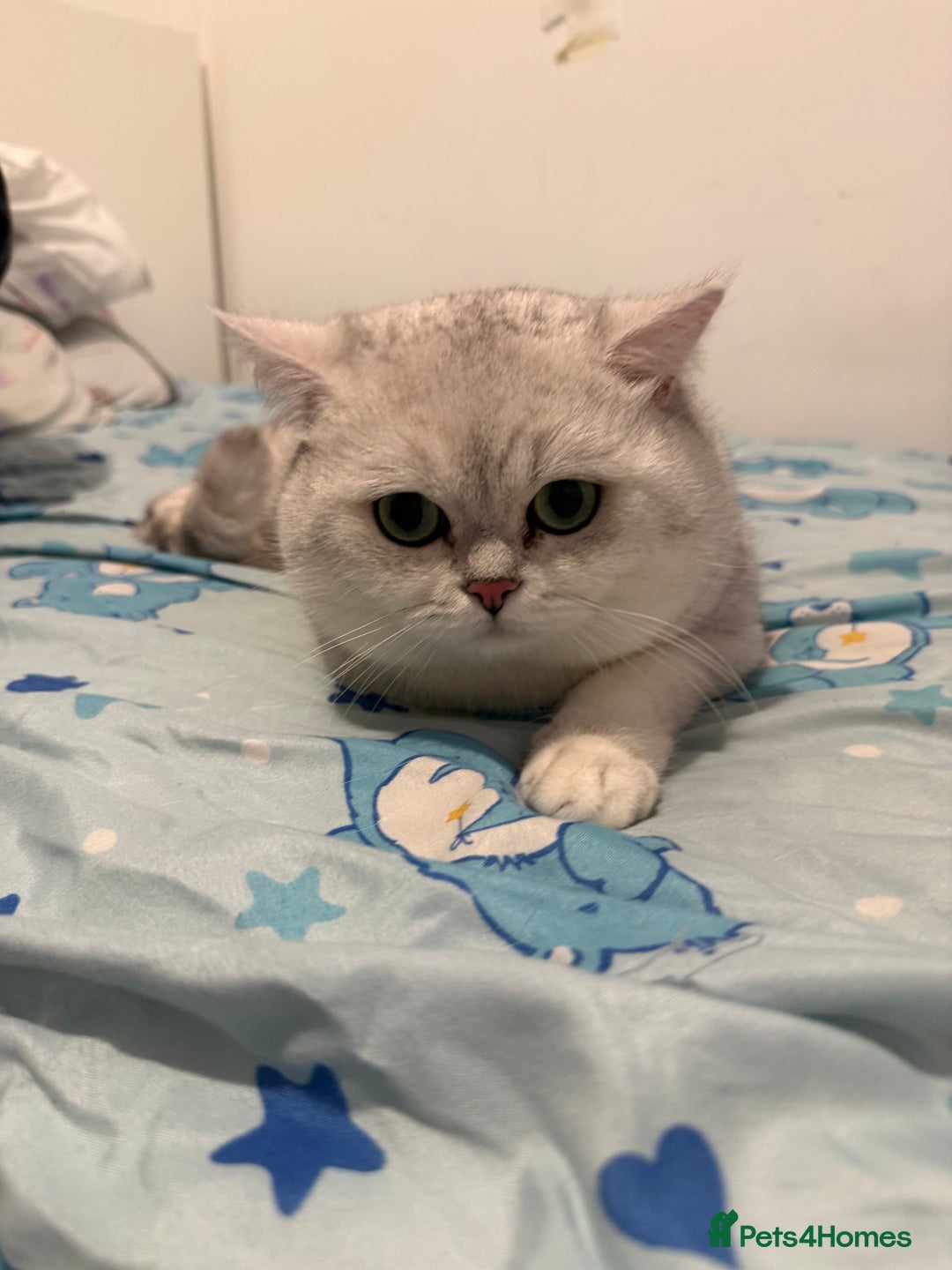 British Shorthair cats for sale: British shorthair male active  - Advert 7