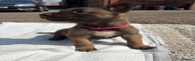 Belgian Shepherd Dog 3