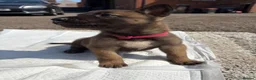 Belgian Shepherd Dog dogs for sale: Mali puppies  in Bishop Auckland - Advert 11