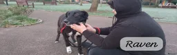 Mixed Breed dogs for adoption: Raven, 1.5 yrs approx. Is ADOPTED - Advert 11