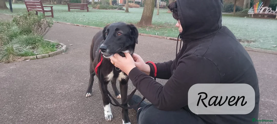 Mixed Breed dogs for adoption: Raven, 1.5 yrs approx. Is ADOPTED - Advert 11