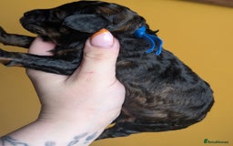 Toy Poodle dogs for sale: Sable/augoti toy poodle  - Image 3