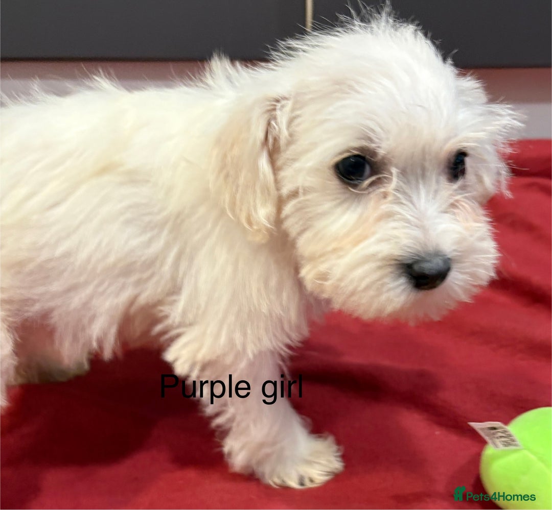 Schnoodle dogs for sale: Schnoodles  - Image 11
