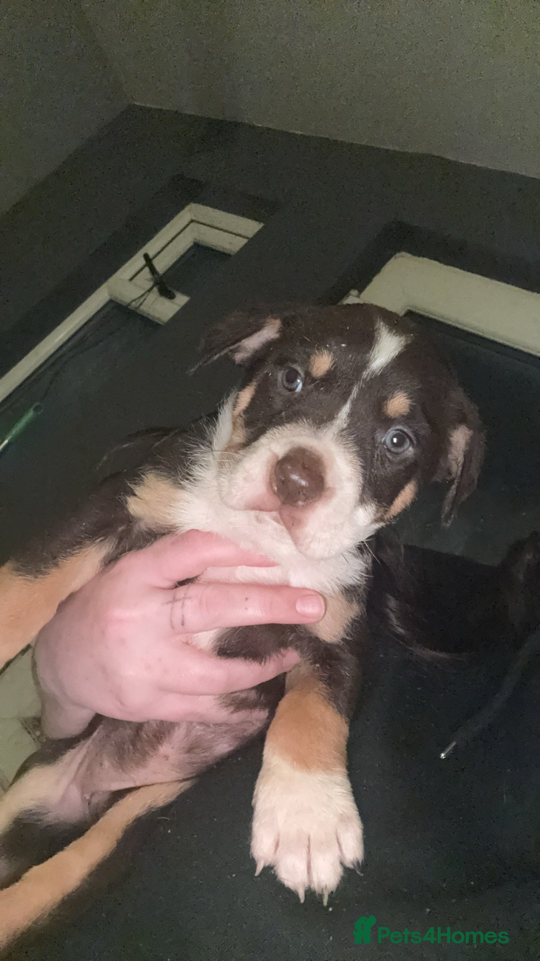 Mixed Breed dogs for sale: Mixed Breed puppies  - Advert 17