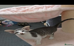 Oriental cats for sale: 2 beautiful pedigree kittens  - Image 4