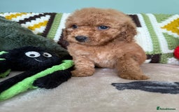 Cavapoo dogs for sale: stunning Cavapoos  - Image 7