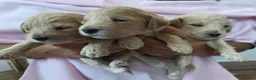Poochon dogs for sale: Beautiful Poochon pups - Advert 5