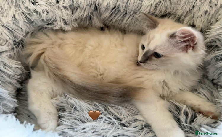 Ragdoll cats - Advert 1