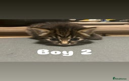 Toyger cats for sale: Stunning half toyger kittens - Image 7