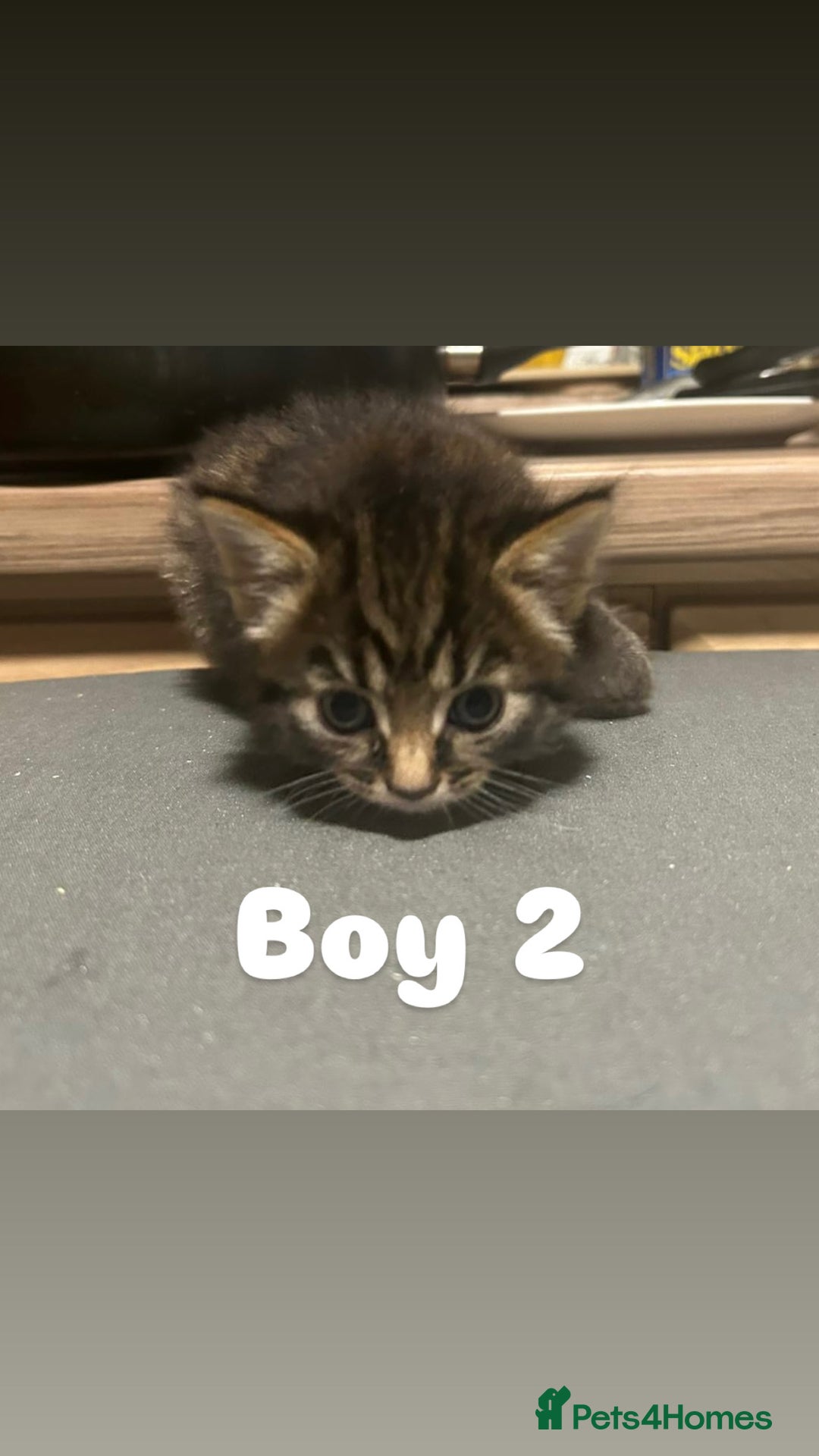 Toyger cats for sale: Stunning half toyger kittens - Image 7
