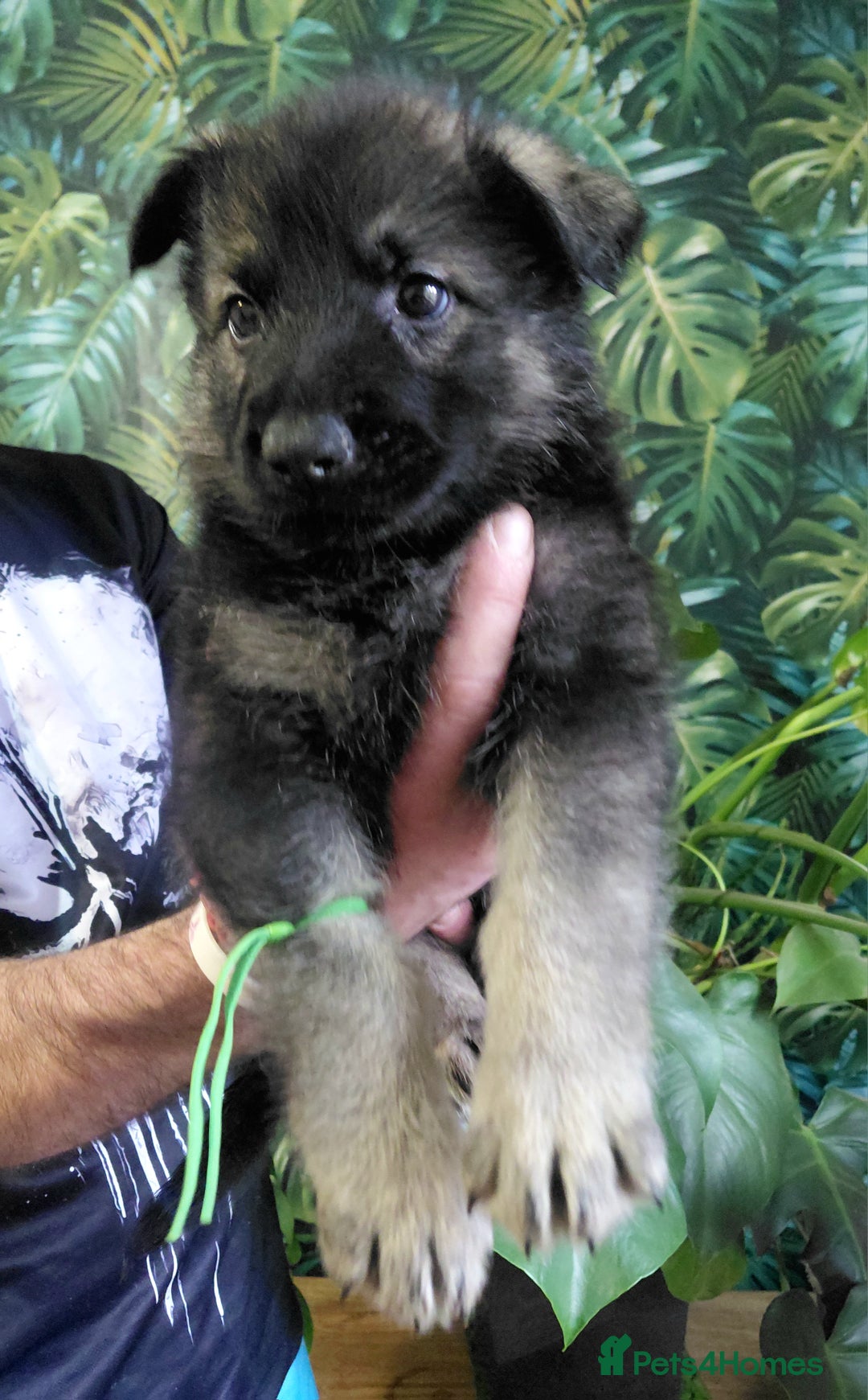German Shepherd dogs for sale: German shepherd puppies - Advert 15