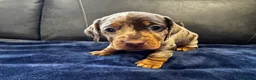 Dachshund dogs for sale: Stunning Standard Datchhound puppies    in Carmarthen - Advert 2
