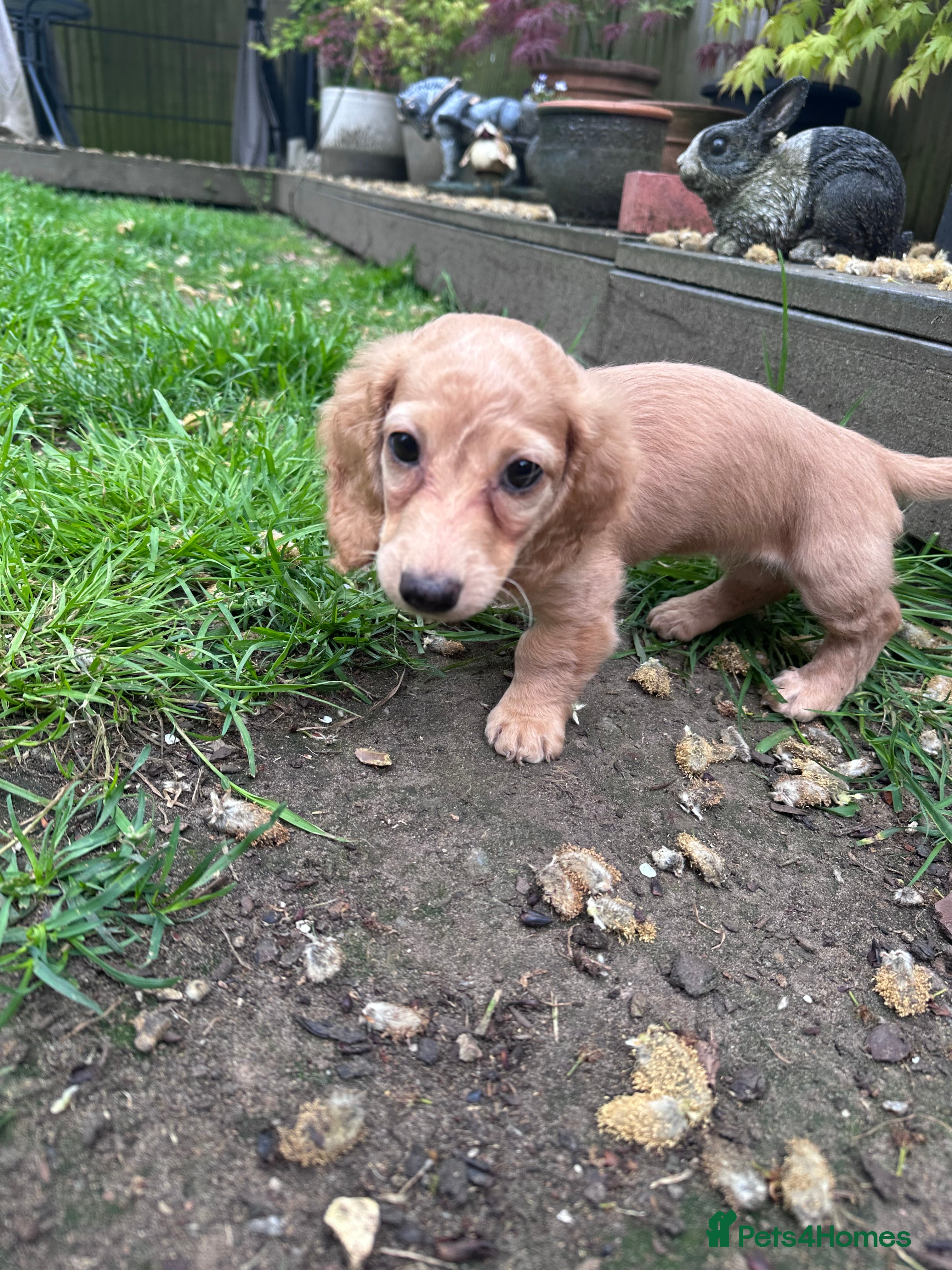 Miniature Dachshund dogs for sale: Miniature long haired dachshunds  - Advert 3