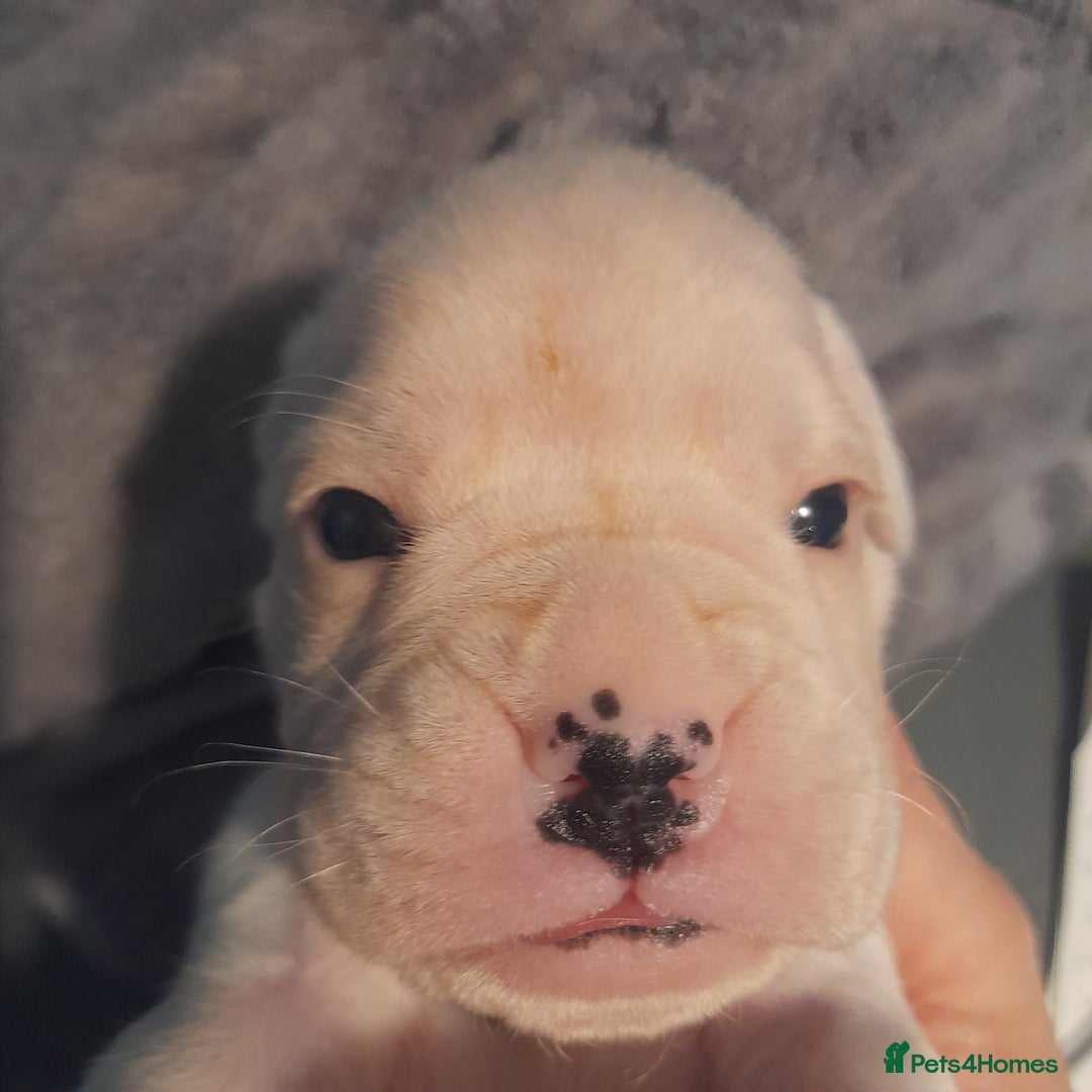 Boxer dogs for sale: Reduced last pup. Stunning Pedigree Boxer  - Advert 18