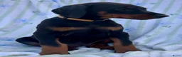 Dobermann dogs for sale: Health tested European puppies  - Advert 15