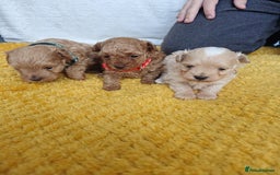 Maltipoo dogs for sale: F1B Toy Maltipoo  - Image 1