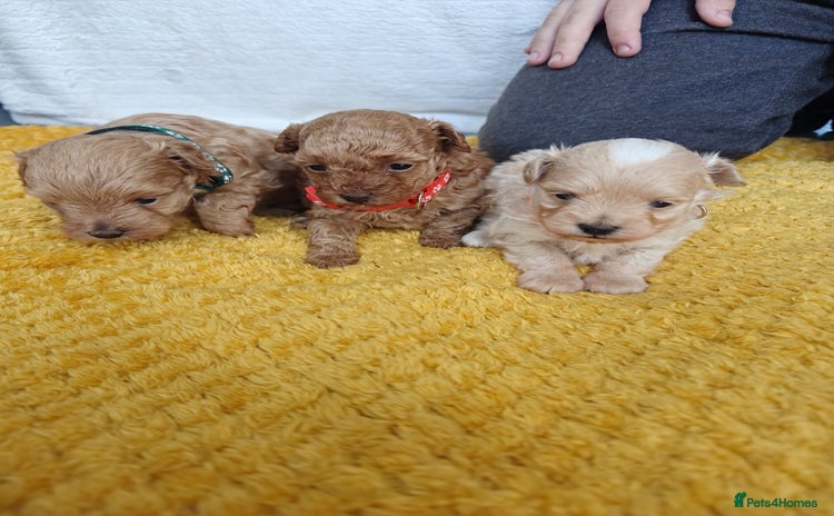 Maltipoo dogs - Advert 16