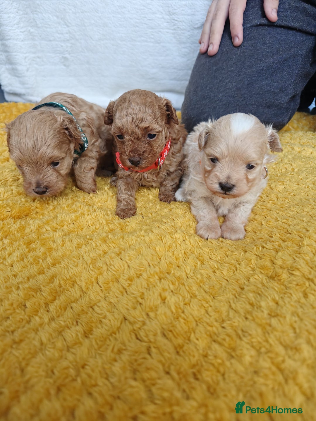 Maltipoo dogs for sale: F1B Toy Maltipoo  - Image 1