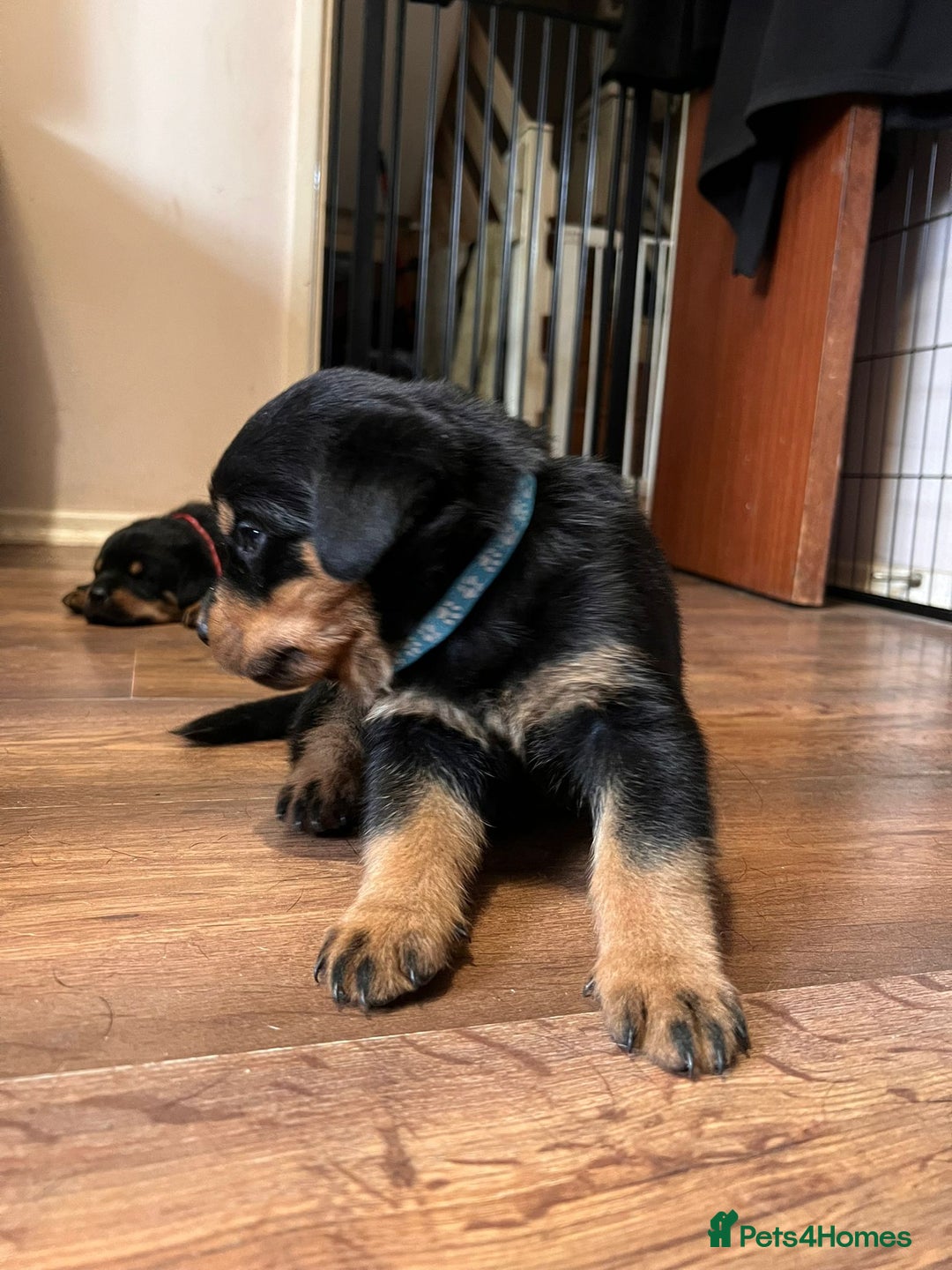 Rottweiler dogs for sale: Super chunky Rottweiller puppies  - Image 4