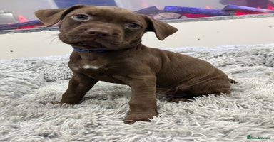 American Bull Staffy dogs - Advert 5