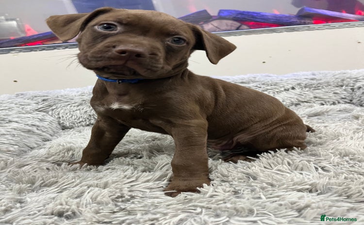 American Bull Staffy dogs - Advert 1