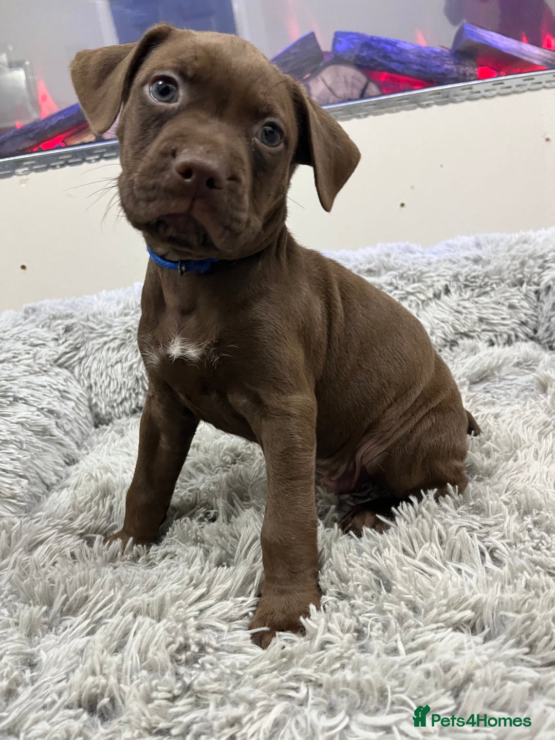 American Bull Staffy dogs for sale: Staffy Bull Puppies - Advert 3