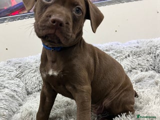 American Bull Staffy dogs - Advert 1