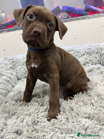 American Bull Staffy dogs - Advert 1