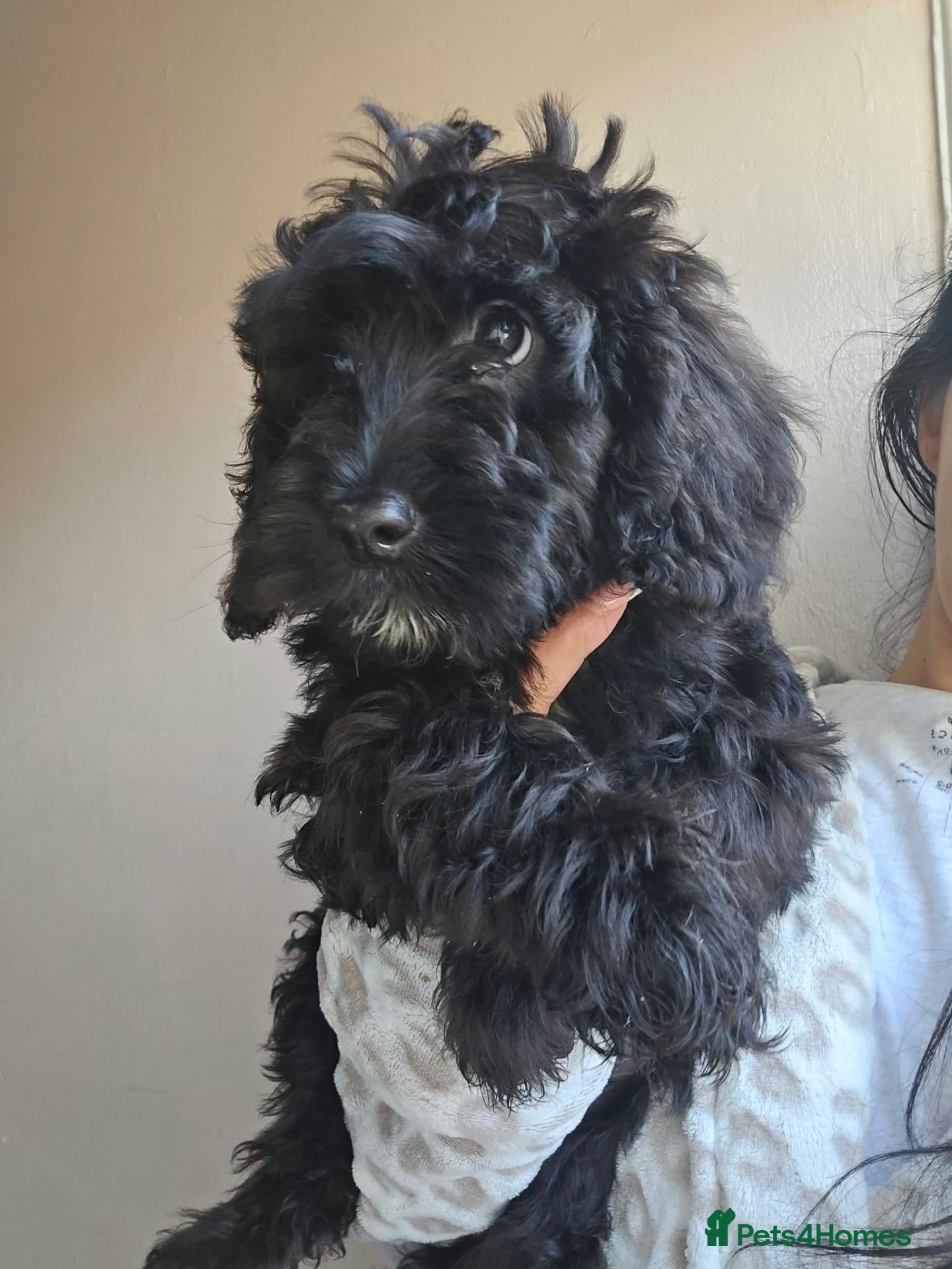 Goldendoodle dogs for sale: Goldendoodle  - Advert 3