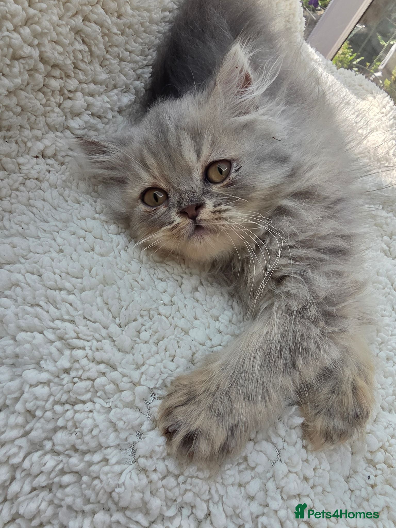 Persian cats Beautiful Persian Kittens – Ready to Leave Now - Advert 2