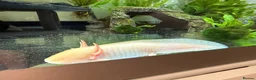 Other/Mixed Breed fish for sale: Axolotls  - Advert 3