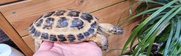 Tortoise reptiles for sale: 10 y old two Horsfield tortoises  - Advert 5