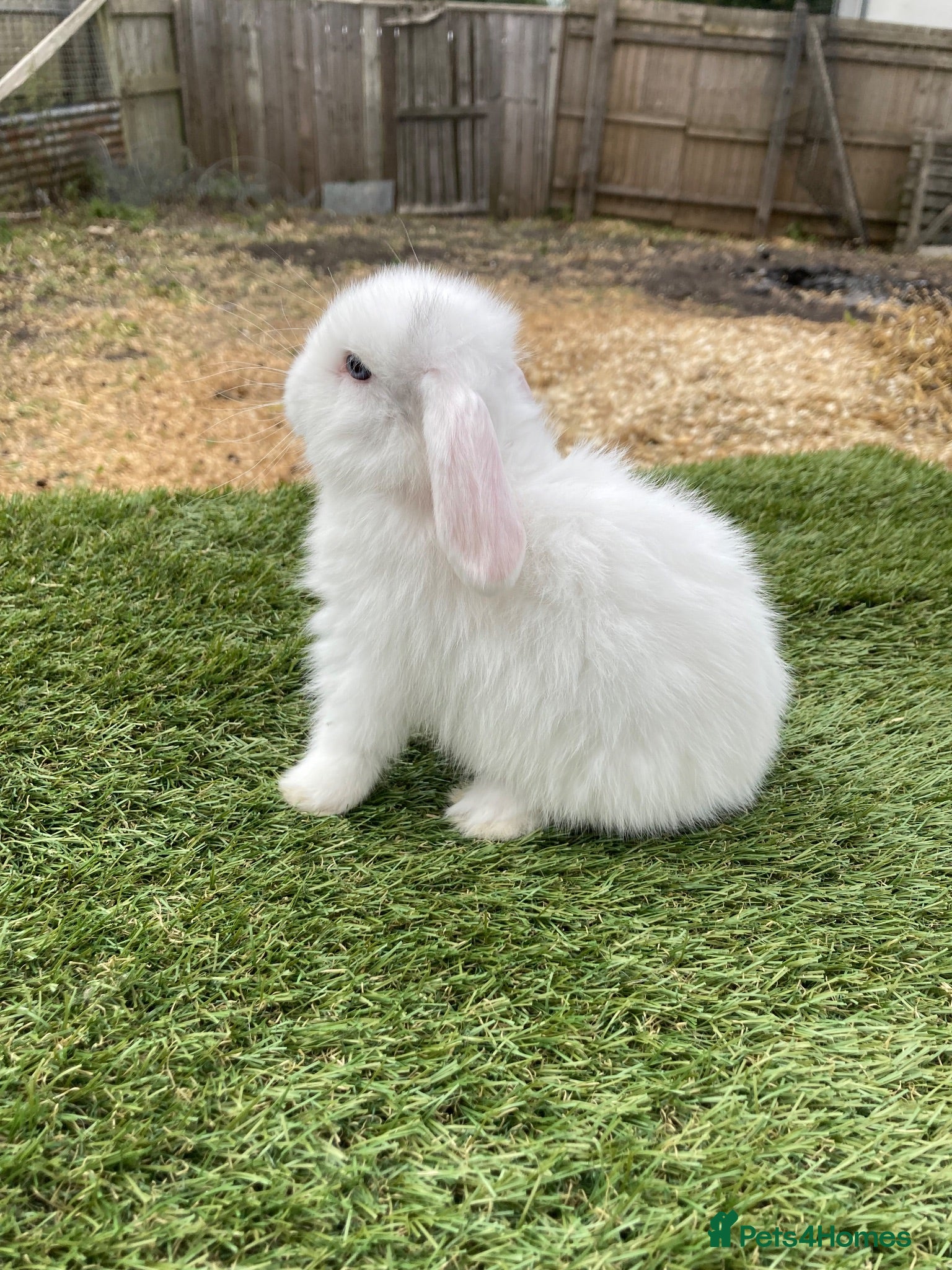 Continental Giant rabbits Purebred mini lops - Advert 3