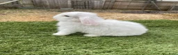 Continental Giant rabbits for sale: Purebred mini lops - Advert 1