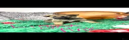 German Shepherd dogs for sale: 9 German shepherd puppies - Advert 8