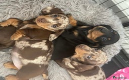 Miniature Dachshund dogs for sale: Chocolate Miniature Wieners pups!! - Image 5