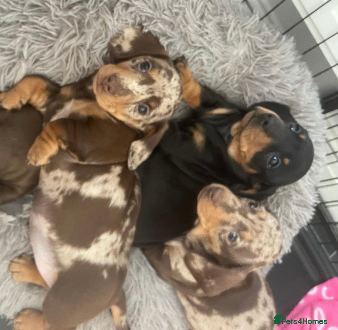 Miniature Dachshund dogs for sale: Chocolate Miniature Wieners pups!! - Image 5