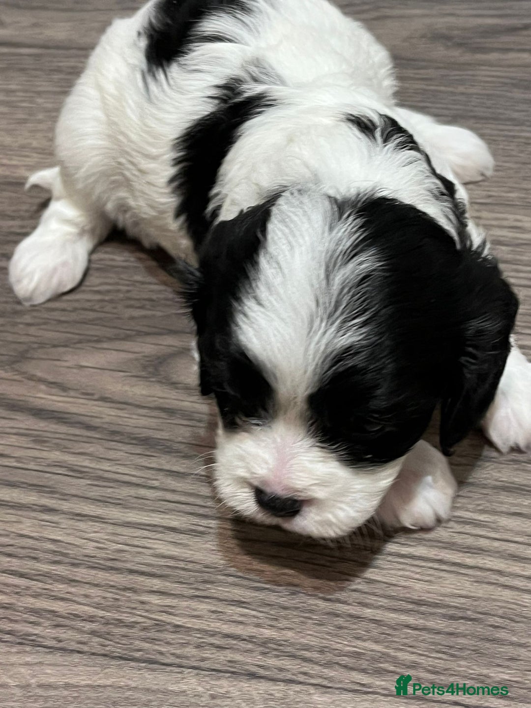 Cavapoo dogs for sale: Beautiful F1B REVERSE Cavapoos - Advert 4