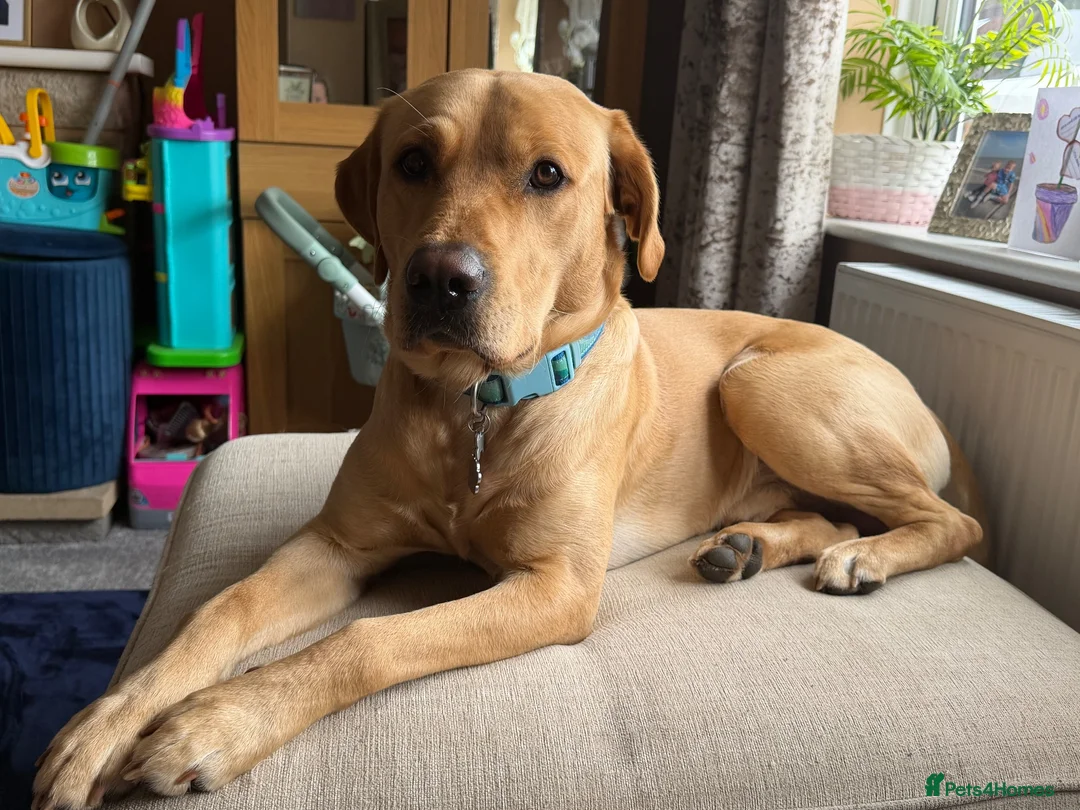 Labrador Retriever dogs for stud: Buddy  - Advert 2