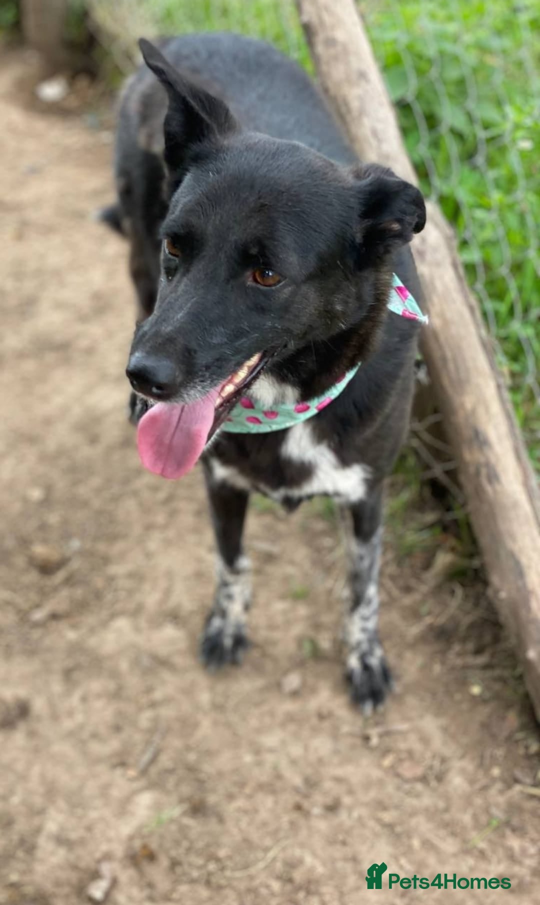 Mixed Breed dogs for adoption: 💖🐶 CARMEN 🐶💖 - Image 15