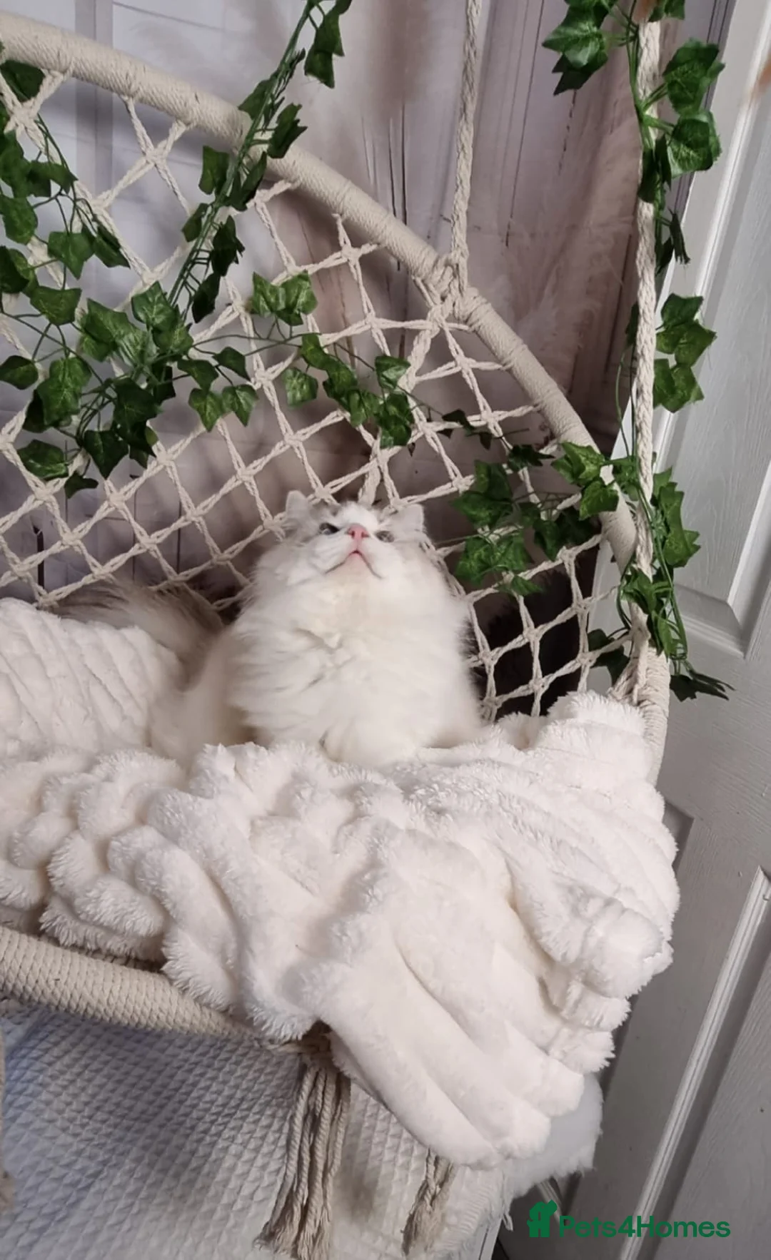 Ragdoll cats for sale: Exceptional Tica Registered Ragdoll Kittens - Advert 17