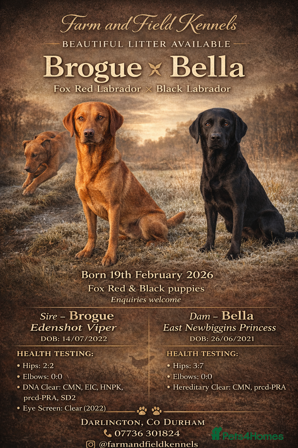 Labrador Retriever dogs KC reg Labrador pups  - Advert 1