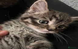 Mixed Breed cats for sale: Adorable mixed breed kittens  - Advert 24