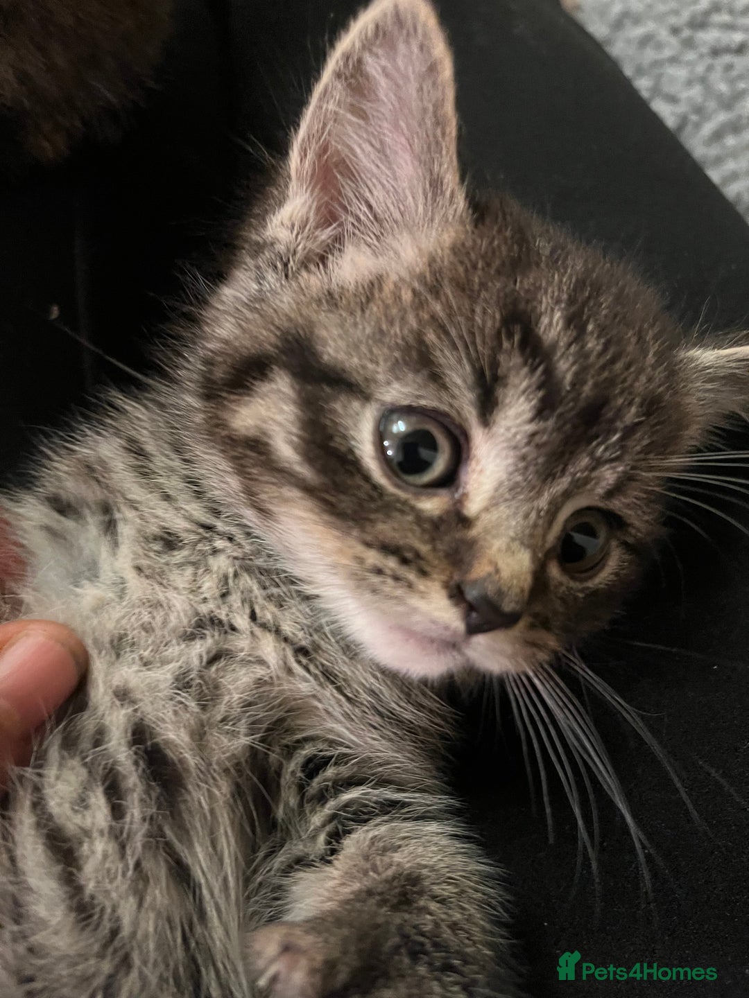 Mixed Breed cats for sale: Adorable mixed breed kittens  - Advert 24