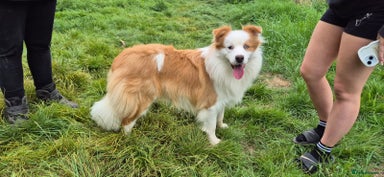 Border Collie dogs - Advert 7