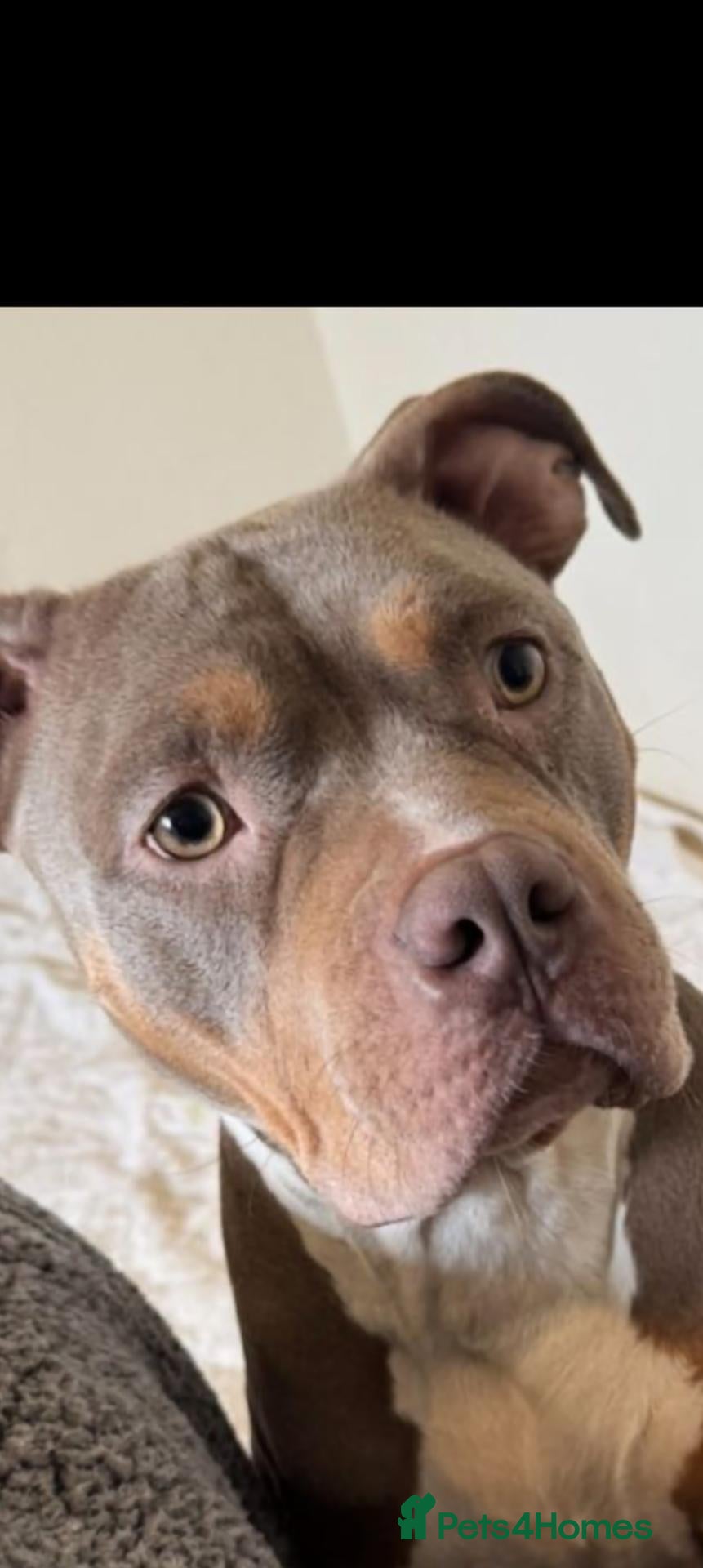 Mixed Breed dogs Highly trained and loving temperament  - Advert 2