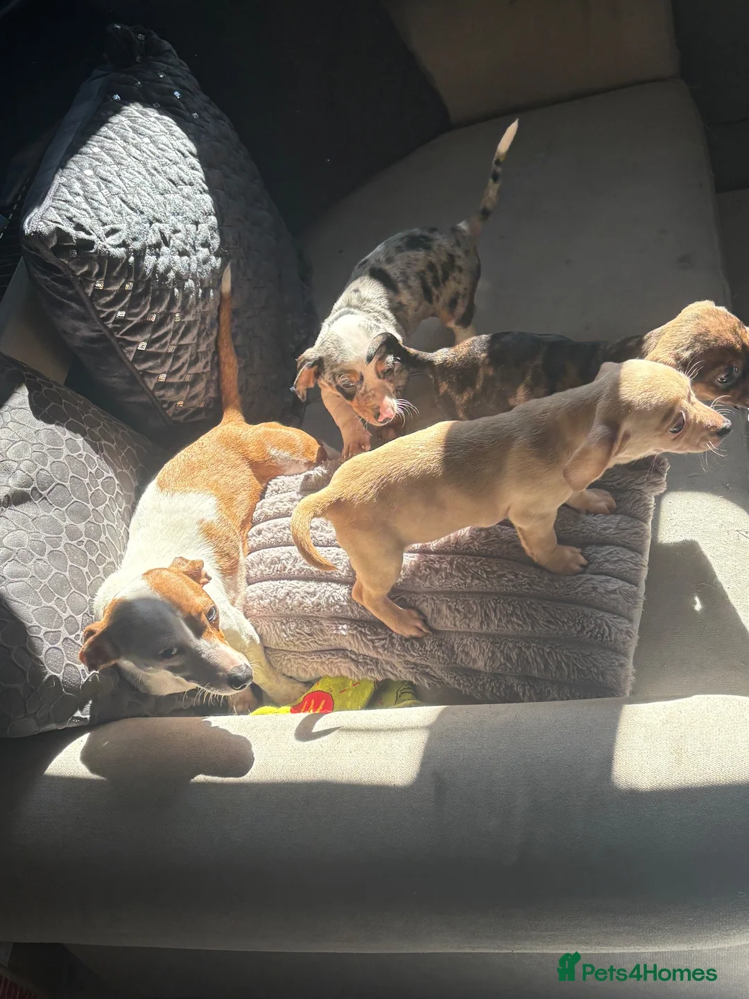 Chiweenie dogs for sale: Gorgeous Dachshund × Chihuahua - Boris & Bruno in London - Advert 5